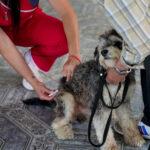 Atención veterinaria gratuita en la plaza San Juan Bautista