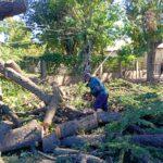 Intervención de las cuadrillas municipales por riesgo de caída de árboles