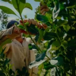 Conmoción en el mercado de la yerba mate