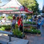 Una oportunidad para despedir el verano con flores de estación